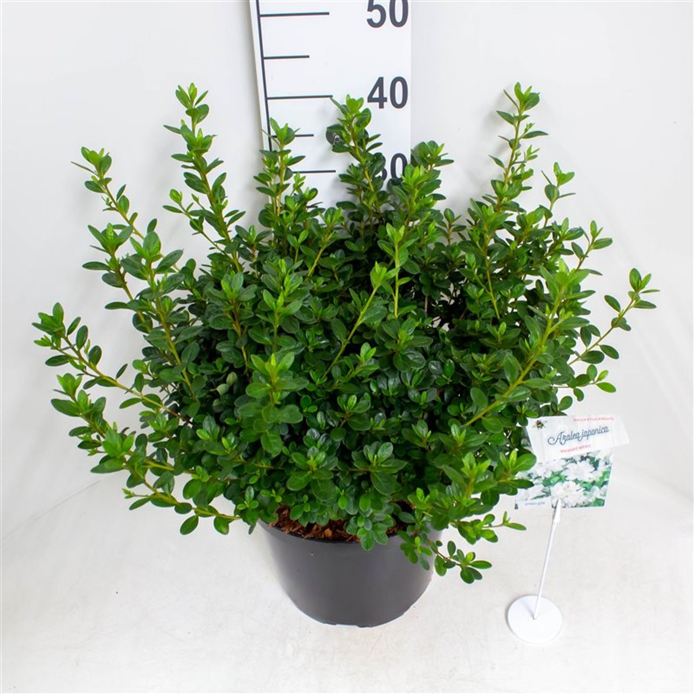 Rhododendron – Rhododendron (AJ); 'Pleasant White' - C10 40-50 CM